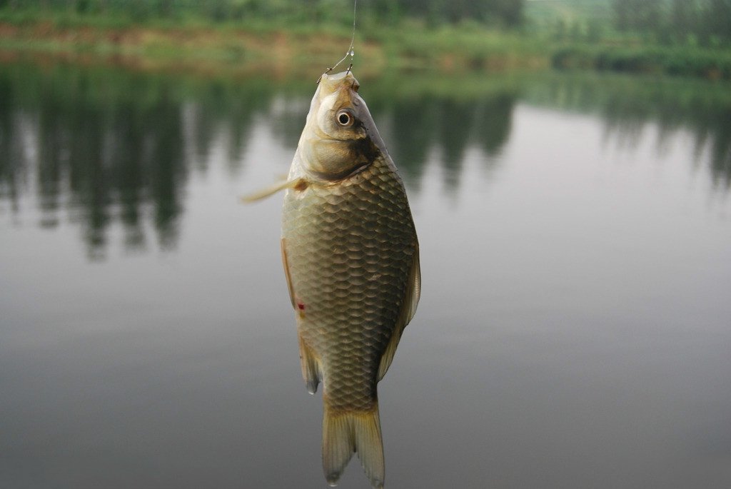 野钓鲫鱼闹杂鱼应对措施,野钓鲫鱼加什么不闹小鱼