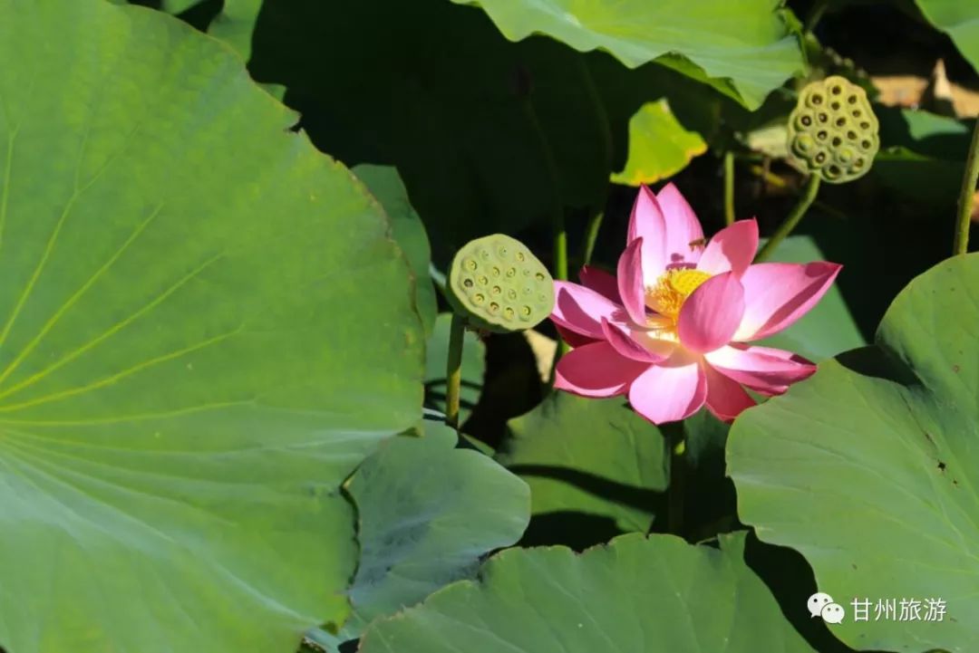 张掖是现在的什么城市,张掖一座被严重低估的城市