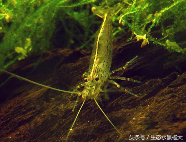 不伤稻田虾除纤毛虫的药,什么虫对水晶虾有害