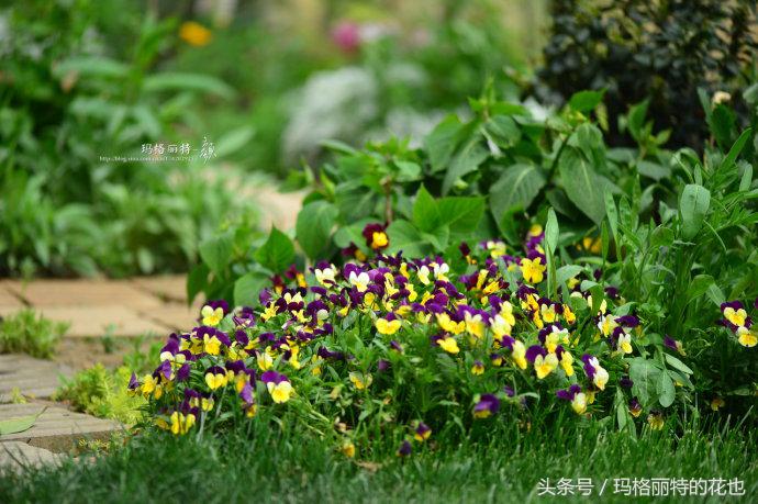 园丁修剪灌木,开满鲜花的小路教学设计一等奖