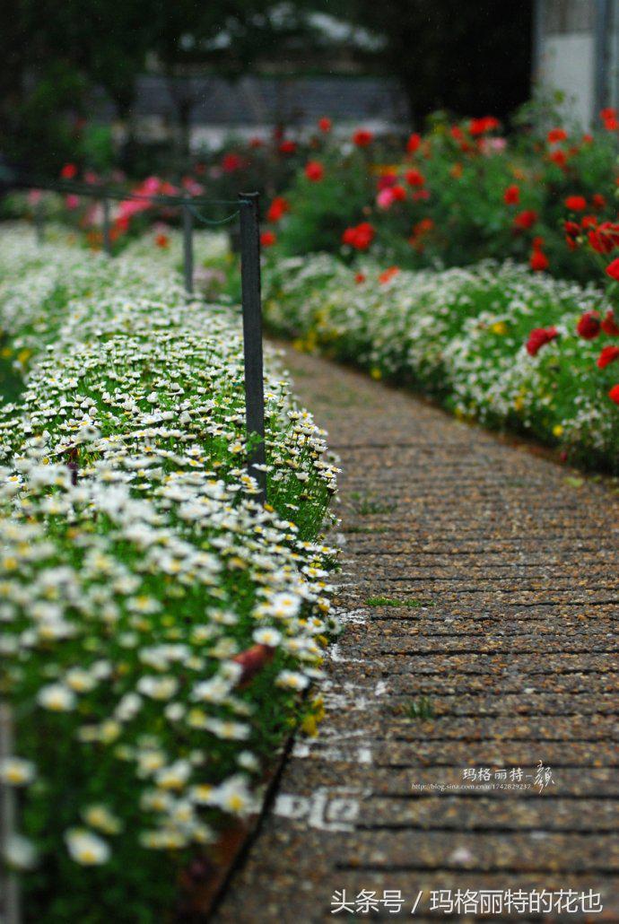 园丁修剪灌木,开满鲜花的小路教学设计一等奖