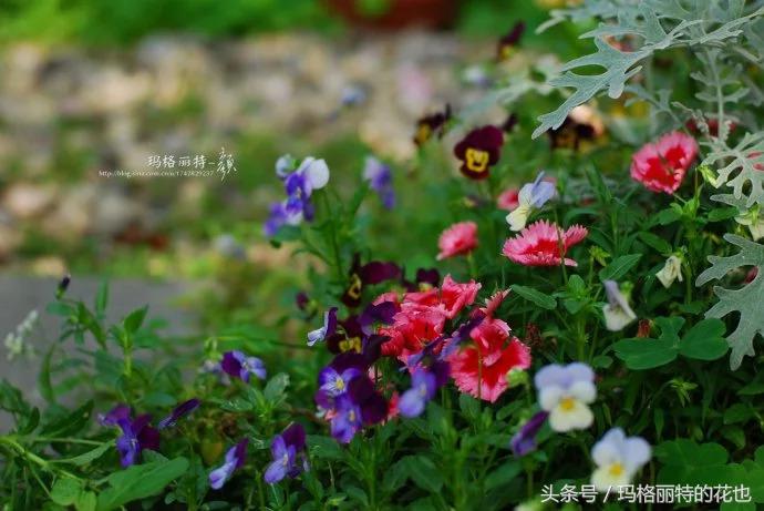 开满鲜花的小路教学设计一等奖,园丁培植万朵花