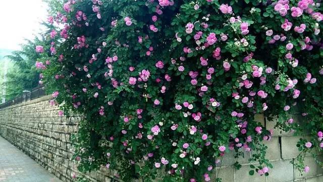 一生以花为伴,以花为伴虚度光阴