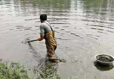 池塘淤泥多水质差用什么改善水质,池塘淤泥有什么用