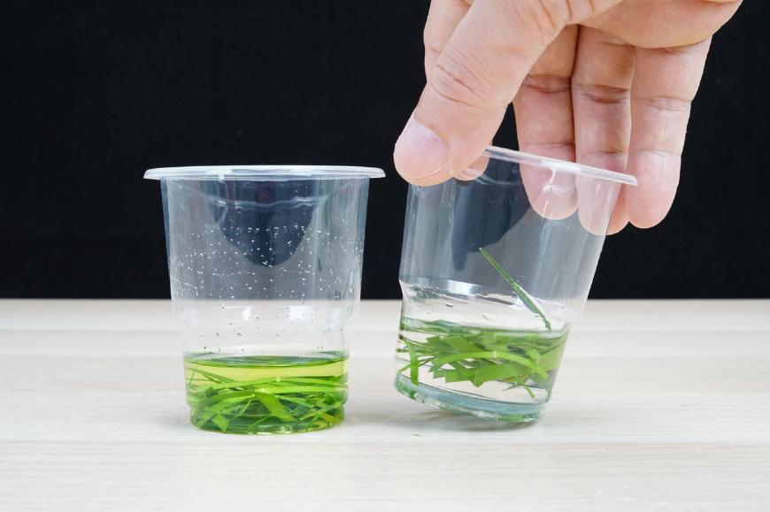 科学小实验如何提取叶绿素,魔力科学小实验怎么用