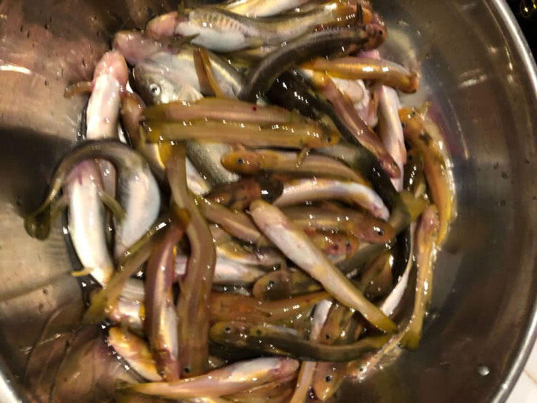 夜钓黄蜂鱼和土鲶一大盆，被鱼鳍割破了手