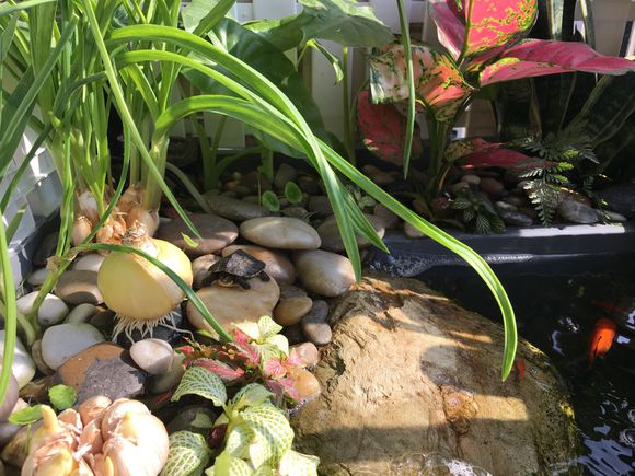 「龟龟环境篇」沼泽过滤(bogfilter):一种原生态水处理技术