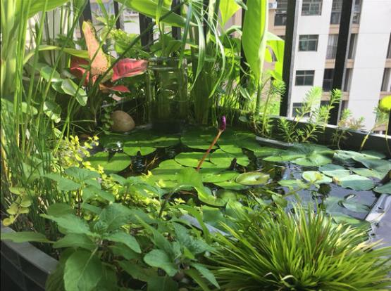 「龟龟环境篇」沼泽过滤(bogfilter):一种原生态水处理技术