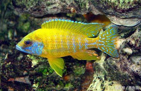 三湖慈鲷先入手哪个湖好,孔雀三湖慈鲷跟普通三湖啥区别