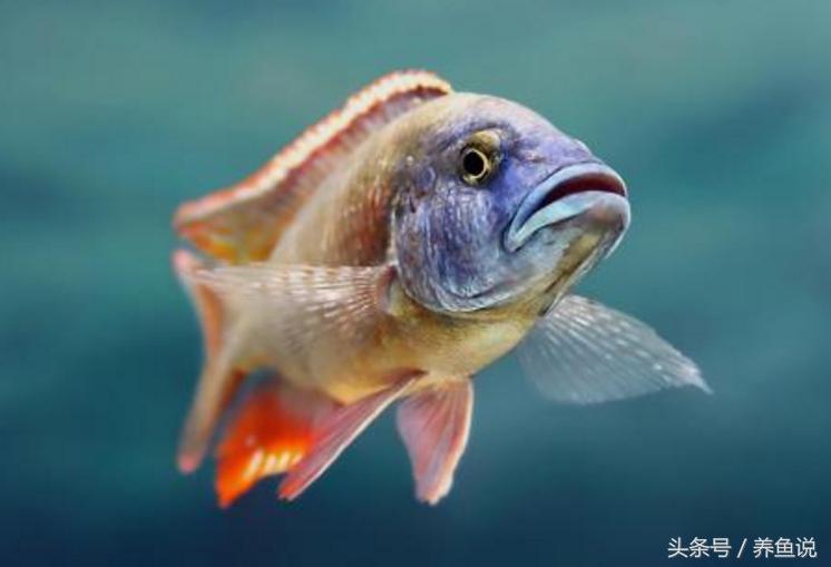 三湖慈鲷先入手哪个湖好,孔雀三湖慈鲷跟普通三湖啥区别