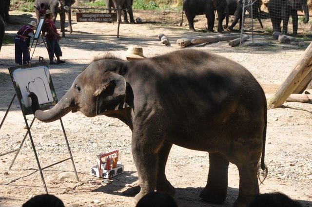 动物是否具有艺术行为？它们是否认为自己是在”创作“