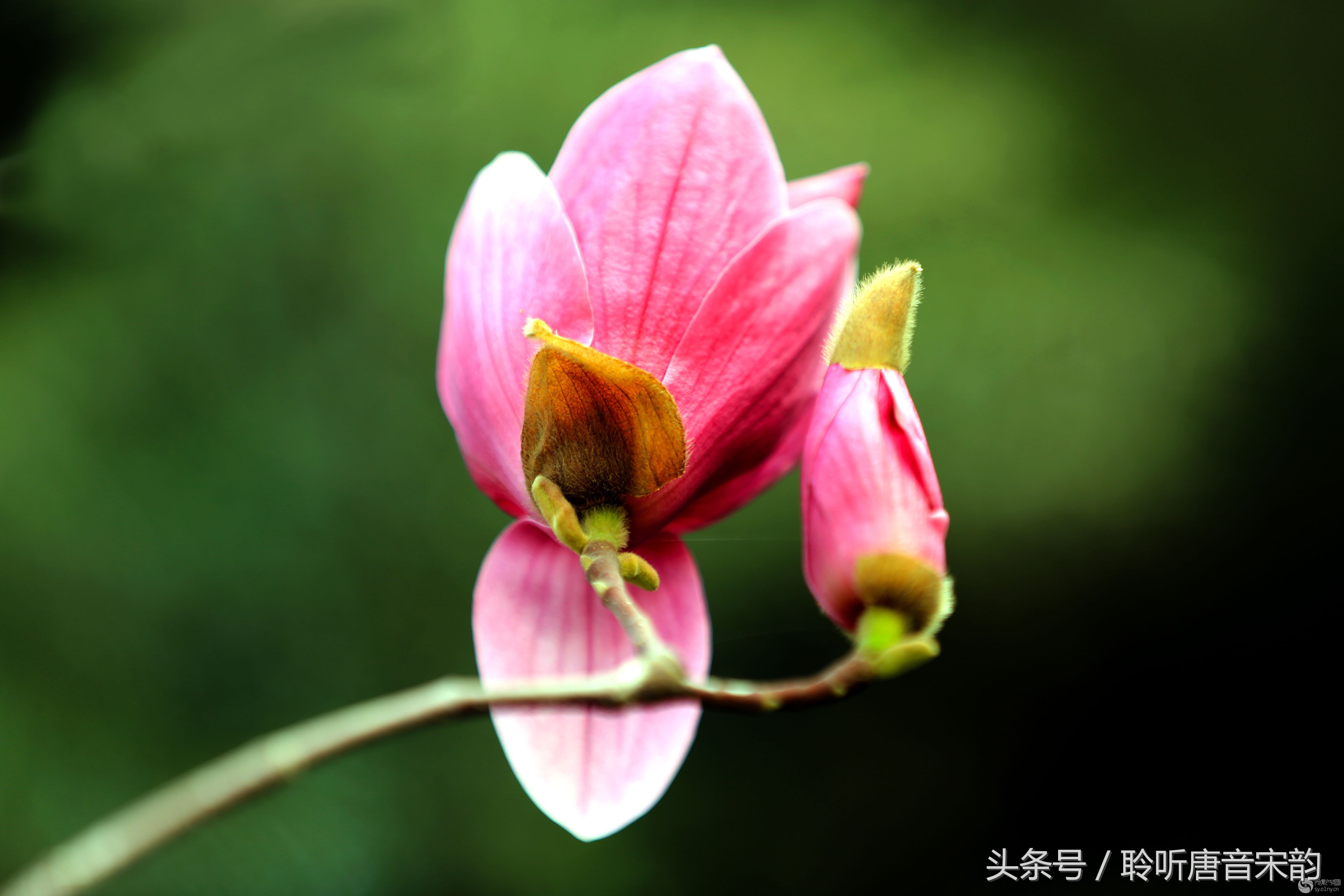 王维山水田园诗十二首，心累的时候，归隐在山水里