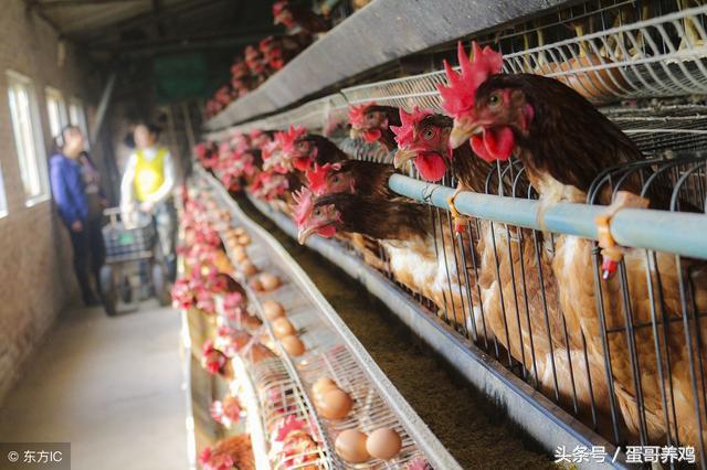 夏季养鸡高发鸡病,雨后鸡生病