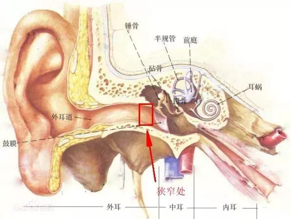 孩子的耳朵要不要清理,小孩的耳朵能不能掏