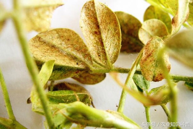 花生红蜘蛛怎么防治,花生蓟马红蜘蛛危害症状区别