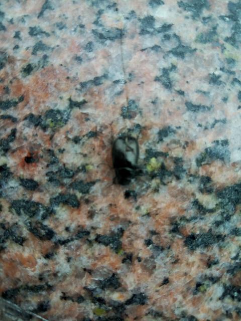 蜱虫海宁有吗,海宁发现奇怪动物