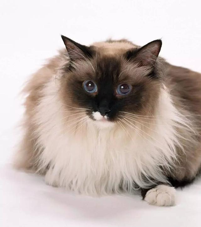 布偶猫到底有多好养,为什么养布偶的都是有钱人