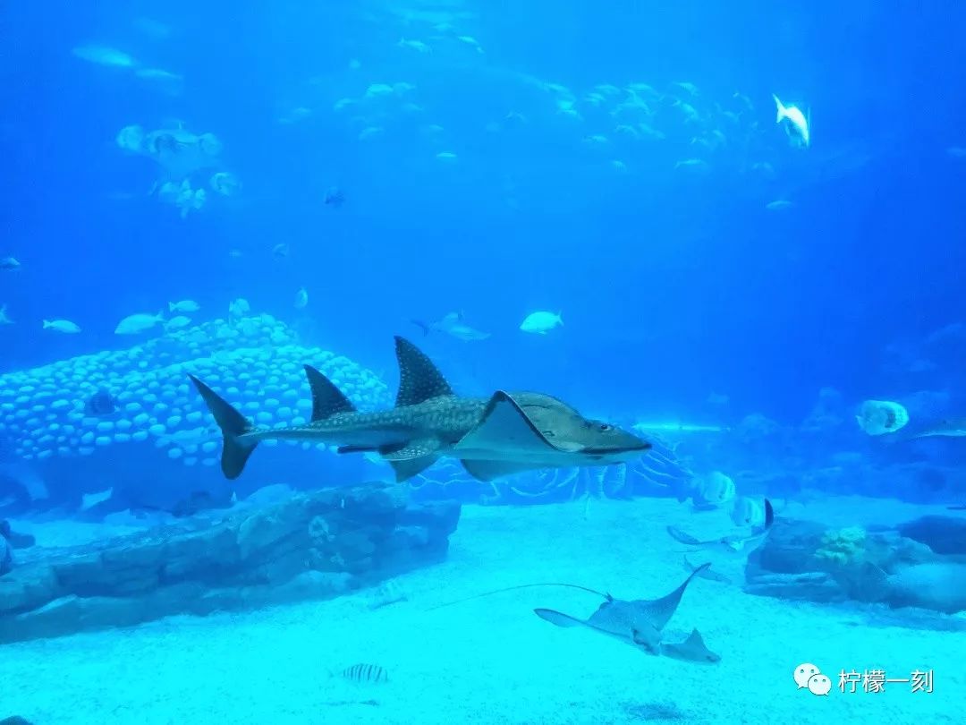 珠海长隆海洋王国美食攻略,深圳到珠海长隆海洋王国攻略