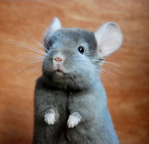 龙猫的笼子怎么布置,龙猫的笼子什么最适合