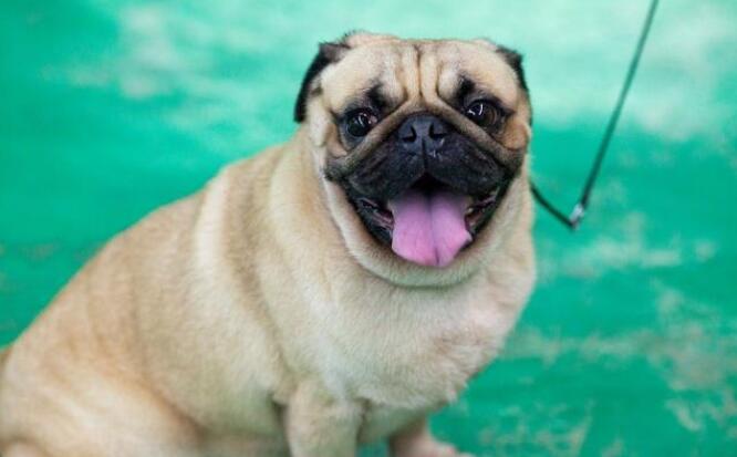 养巴哥犬最大的忌讳是什么呢图片,饲养巴哥犬的注意事项和禁忌