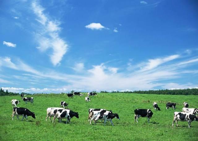 新西兰奶源3段奶粉推荐,进口新西兰安佳成人青少年奶粉