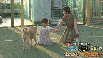 流浪狗收养后如何训练,收养流浪狗怎么训练