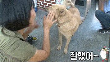 流浪狗收养后如何训练,收养流浪狗怎么训练