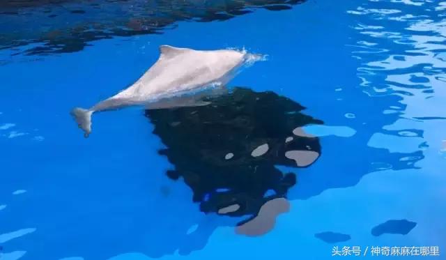 珠海长隆旅游攻略3天自由行,亲子游珠海长隆一日游攻略