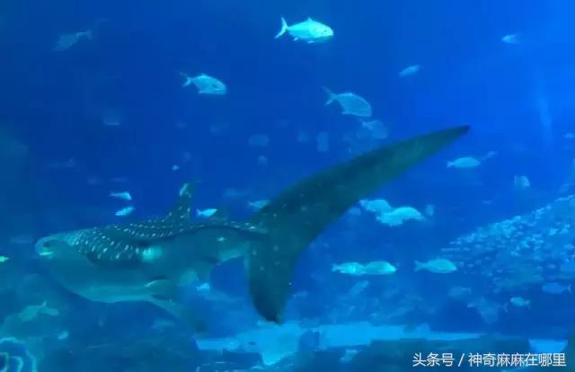 珠海长隆旅游攻略3天自由行,亲子游珠海长隆一日游攻略