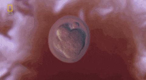 绮惧瓙杩涘叆浜轰綋48灏忔椂鍙樺寲,绮惧瓙杩涘叆浜轰綋72灏忔椂鍙樺寲