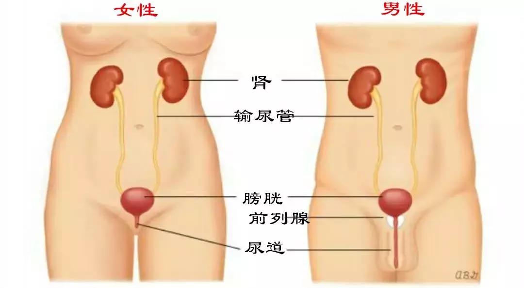 女性困扰身体的五十个问题,女性最困扰的问题有哪些
