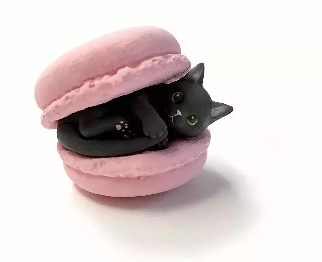 猫咪卧在盘子,猫咪卧在桌子上