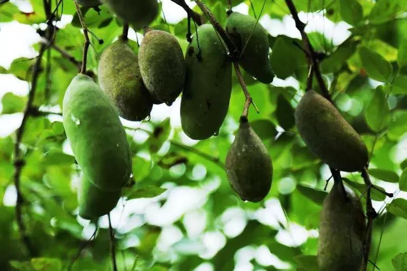 广德圣峰：如果你对田园生活向往已久，那么就请来这里吧！