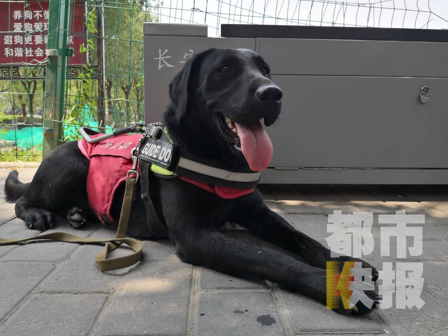 “温顺大肢”导盲犬预计十月将上岗符合条件盲人可免费获取