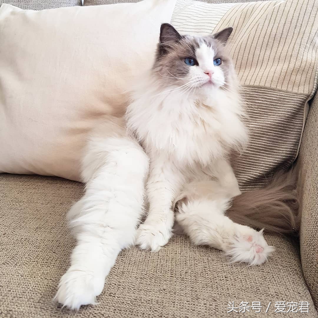 猫咪独自在家怎么避免孤独,猫咪经常在家会无聊吗