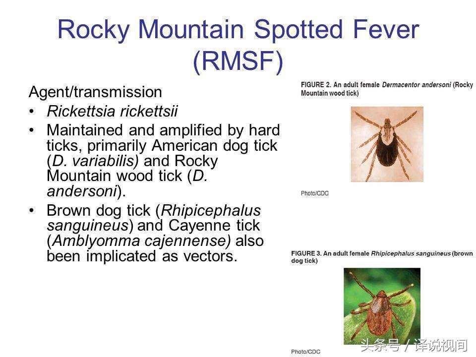 高致亡率跳蚤来势汹汹人畜患病,墨西哥境内爆发疫情,已越境美国