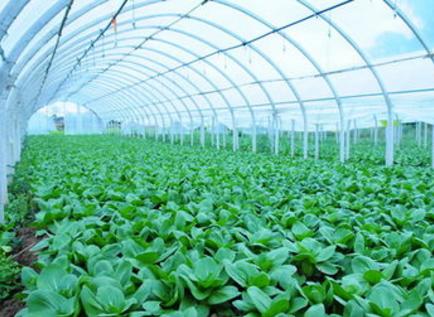 水果树羊粪和鸡粪哪个施肥效果好,鸡粪和羊粪种粮食哪个做肥料更好