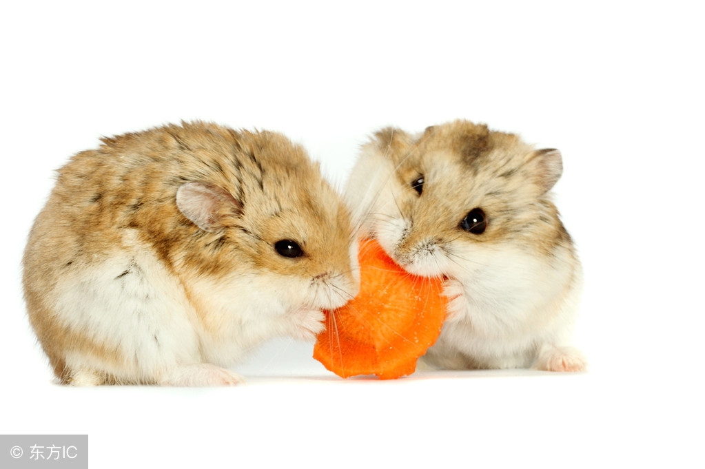 如果仓鼠挑食了怎么办,怎么治好仓鼠挑食问题