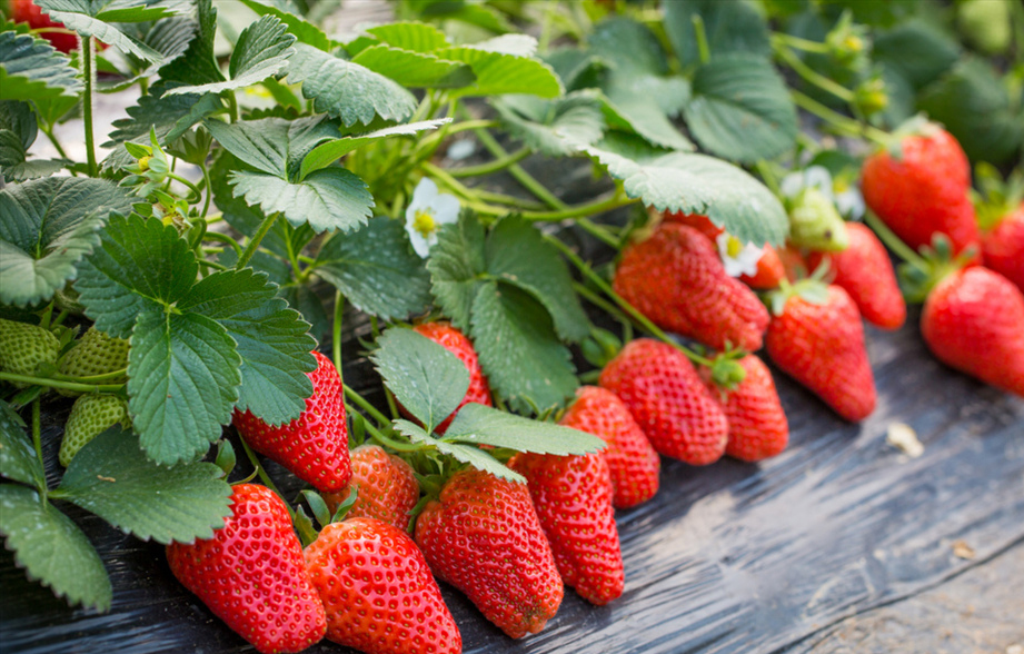 说文解字47讲,说文解字第661课