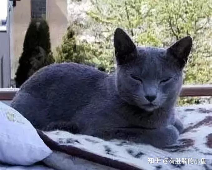 俄罗斯蓝猫汤姆,关于蓝猫的科普视频