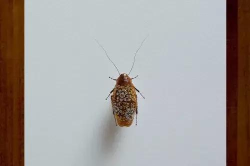 甲虫真是一种自带复古美感的生物,甲虫珍贵吗