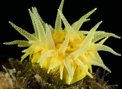 海洋小百科大全,海水小百科毯子蟹