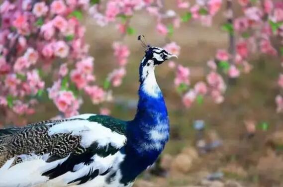 嘉峪关门票对教师优惠政策,嘉峪关市教师节旅游优惠政策