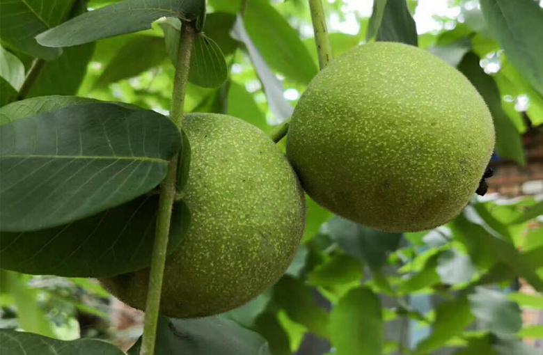 文玩核桃可以用酒泡吗,文玩核桃可以用白酒吗