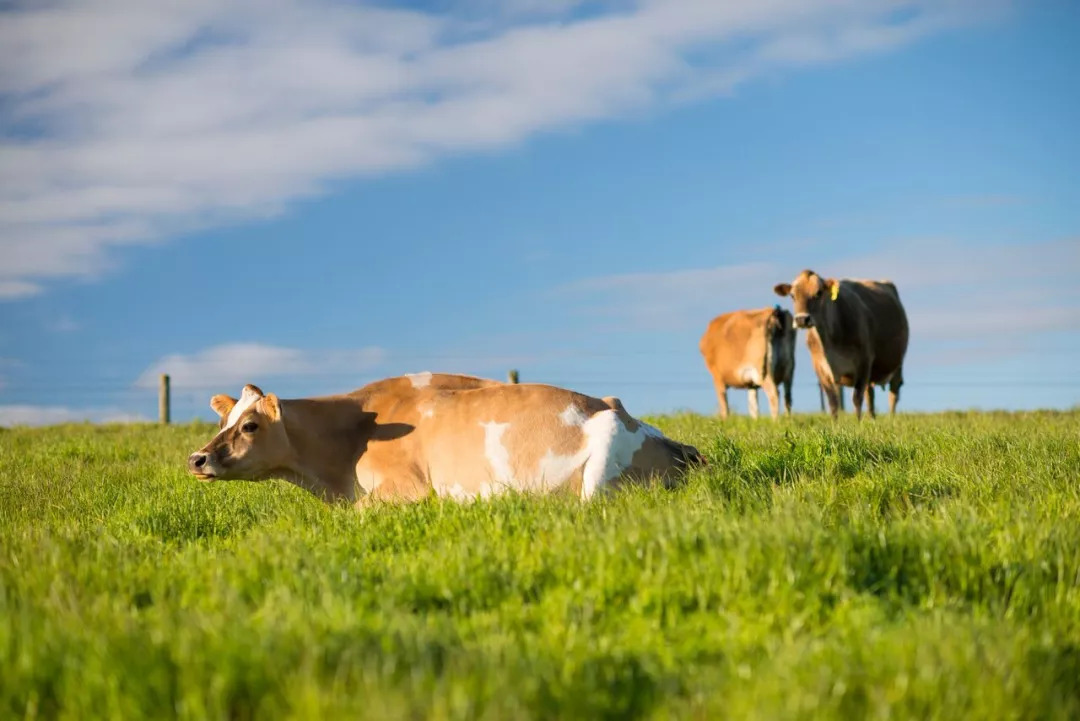 5000万新西兰可以买什么房,中国富人新西兰豪宅