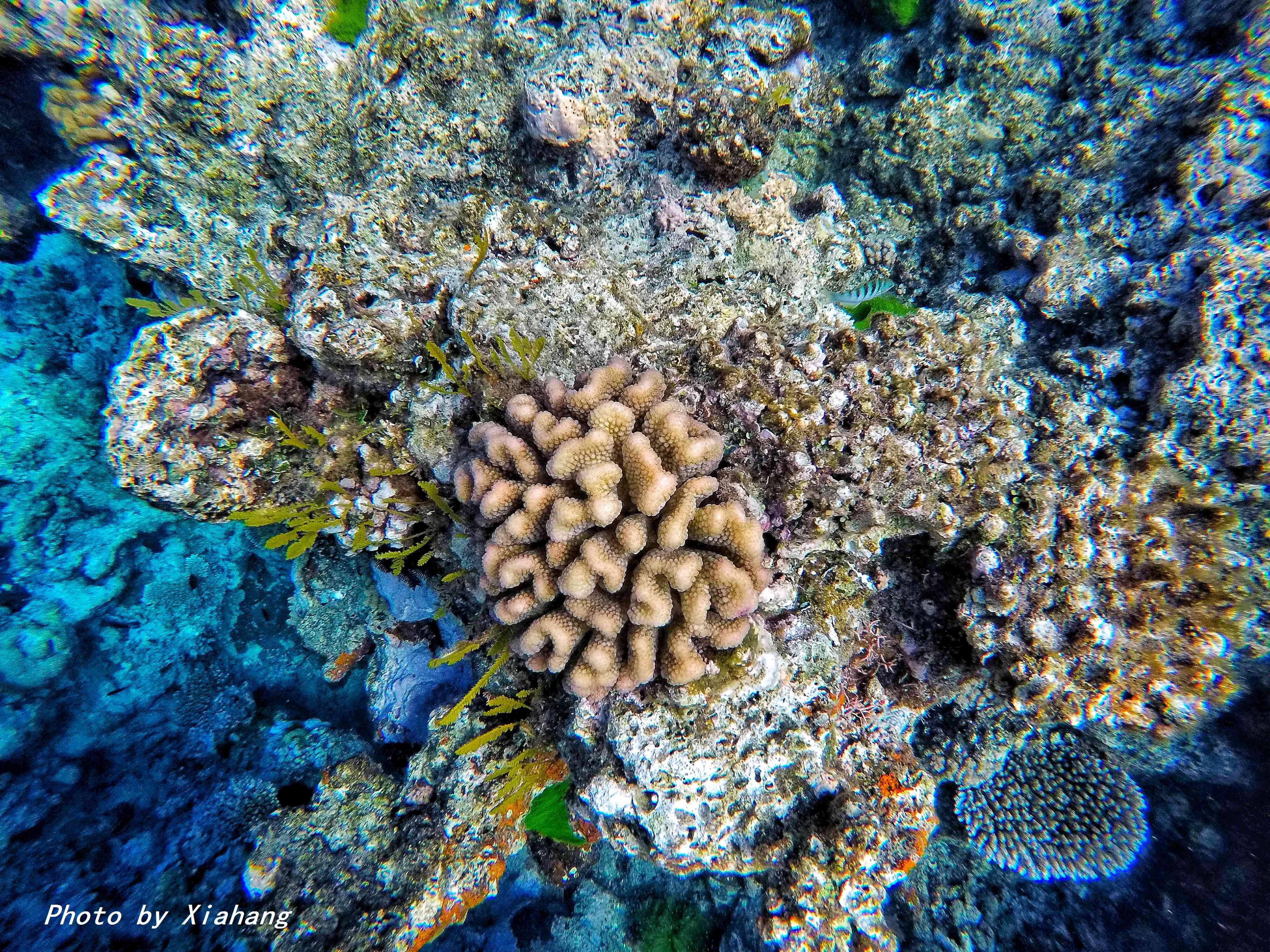 澳大利亚凯恩斯大堡礁旅游,澳大利亚凯恩斯大堡礁旅行vlog