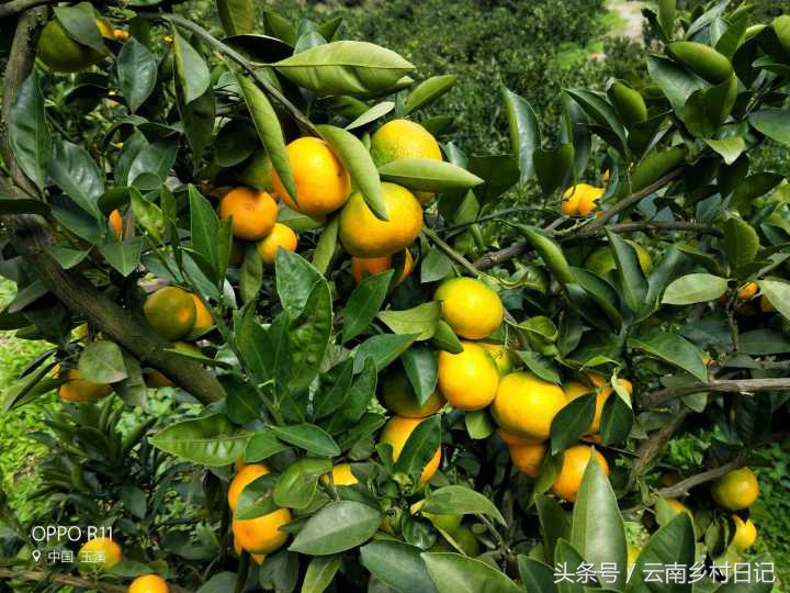 6个小时卖26万斤，“励志橙”背后的故事，王石潘石屹都为它宣传