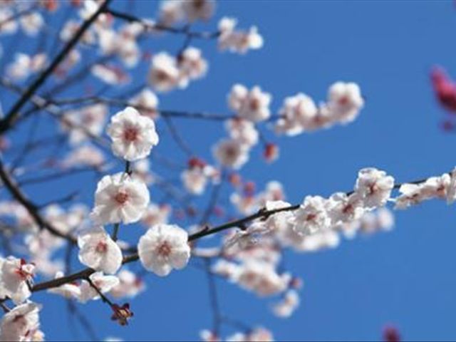 盆栽梅花为什么会掉花苞,盆栽梅花掉叶咋办