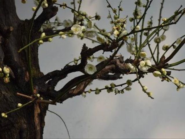 盆栽梅花为什么会掉花苞,盆栽梅花掉叶咋办