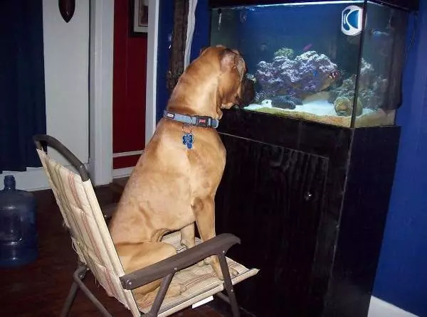 狗在猫砂盆里拉屎猫会怎么样,为什么有的狗会在猫砂盆拉屎